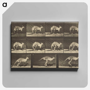 1-88_Eadweard-Muybridge_canvas