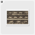 アートポストカード-Animal Locomotion
 - エドワード マイブリッジ Postcard.