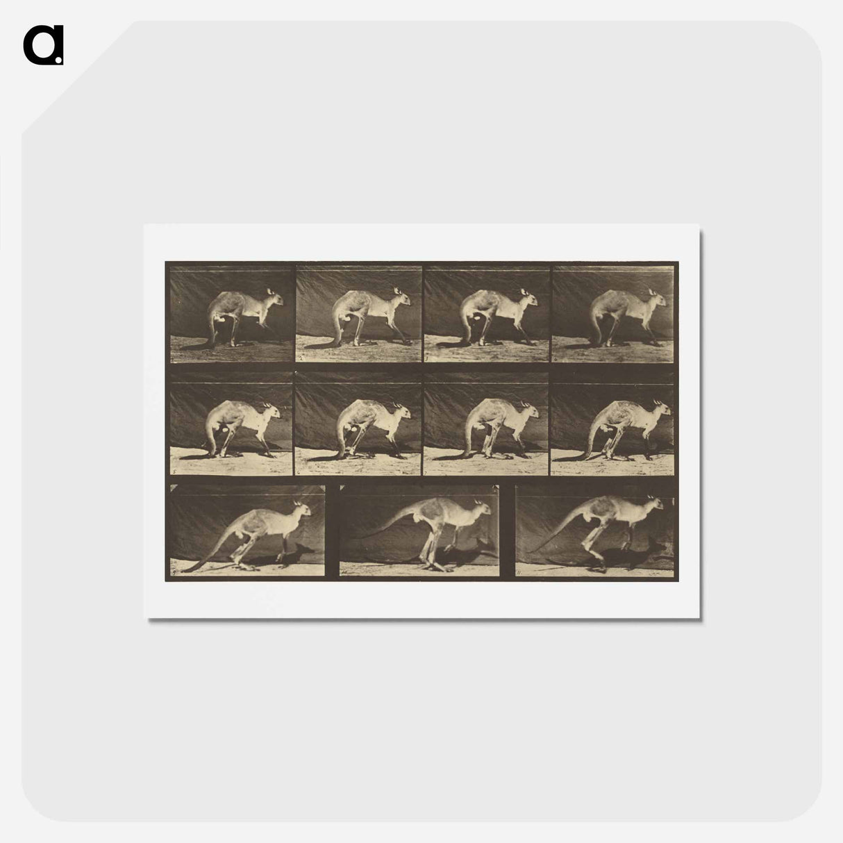 アートポストカード-Animal Locomotion
 - エドワード マイブリッジ Postcard.
