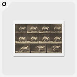アートポストカード-Animal Locomotion
 - エドワード マイブリッジ Postcard.