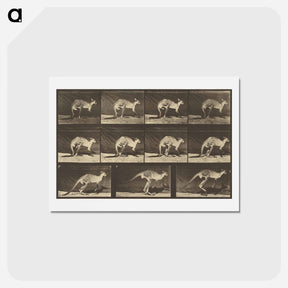 アートポストカード-Animal Locomotion
 - エドワード マイブリッジ Postcard.