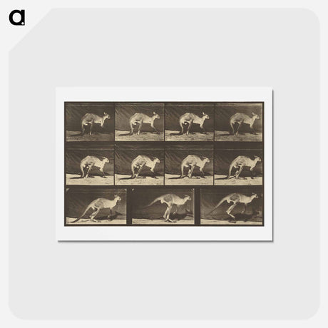アートポストカード-Animal Locomotion
 - エドワード マイブリッジ Postcard.