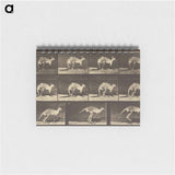 アートメモ帳-Animal Locomotion
 - エドワード マイブリッジ Memo.