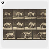 1-88_Eadweard-Muybridge_picture-crop