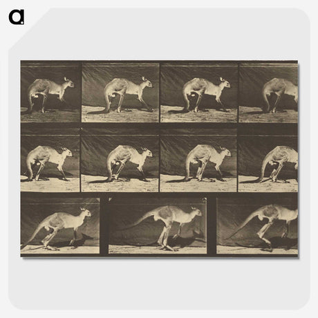 1-88_Eadweard-Muybridge_picture-crop