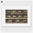 1-88_Eadweard-Muybridge_picture