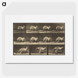 1-88_Eadweard-Muybridge_picture