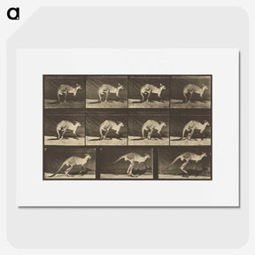 1-88_Eadweard-Muybridge_picture