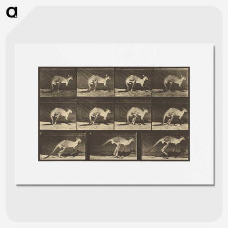 1-88_Eadweard-Muybridge_picture