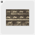 1-88_Eadweard-Muybridge_postcard