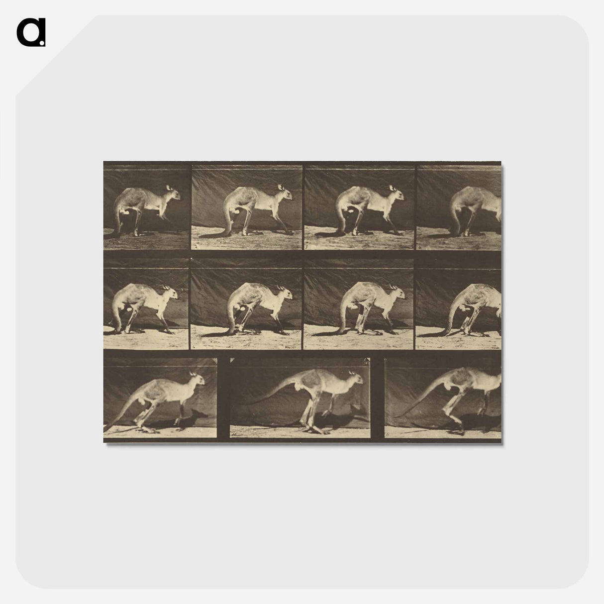 アートポストカード-Animal Locomotion
 - エドワード マイブリッジ Postcard.