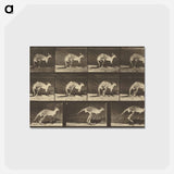 アートポストカード-Animal Locomotion
 - エドワード マイブリッジ Postcard.