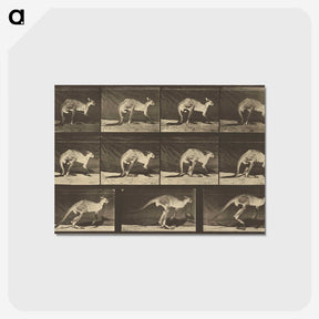 1-88_Eadweard-Muybridge_postcard