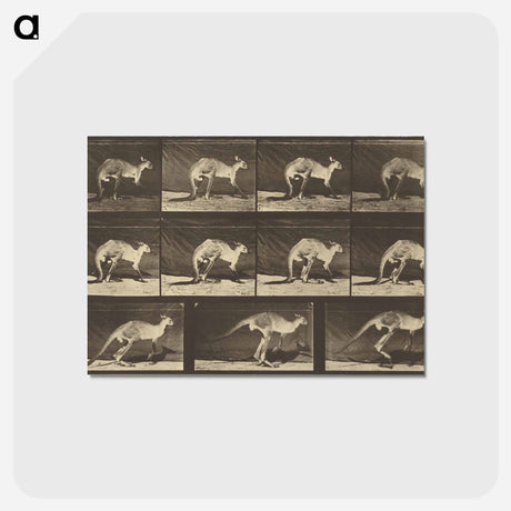 アートポストカード-Animal Locomotion
 - エドワード マイブリッジ Postcard.