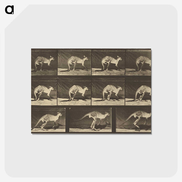 1-88_Eadweard-Muybridge_postcard