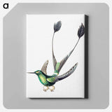 Colorful vintage hummingbird illustration - エルンスト ヘッケル Canvas.
