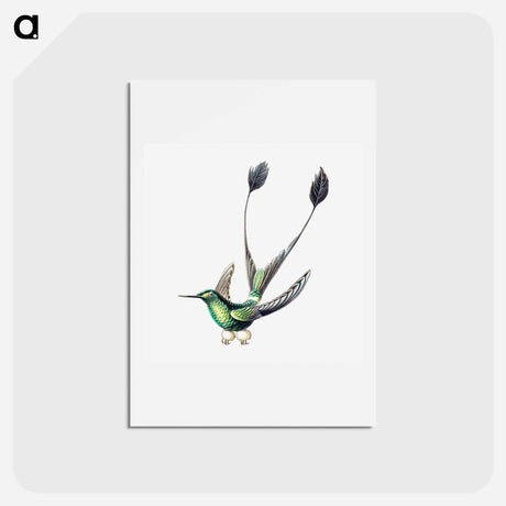 アートポストカード-Colorful vintage hummingbird illustration - エルンスト ヘッケル Postcard.