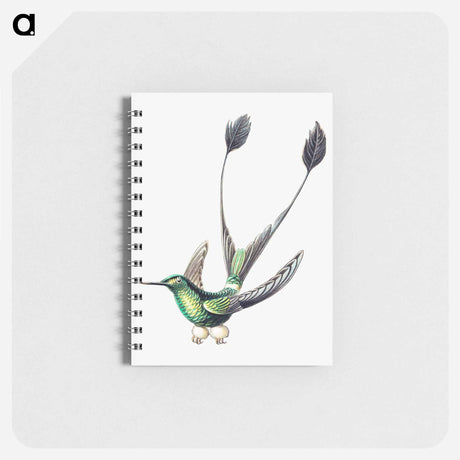 アートメモ帳-Colorful vintage hummingbird illustration - エルンスト ヘッケル Memo.