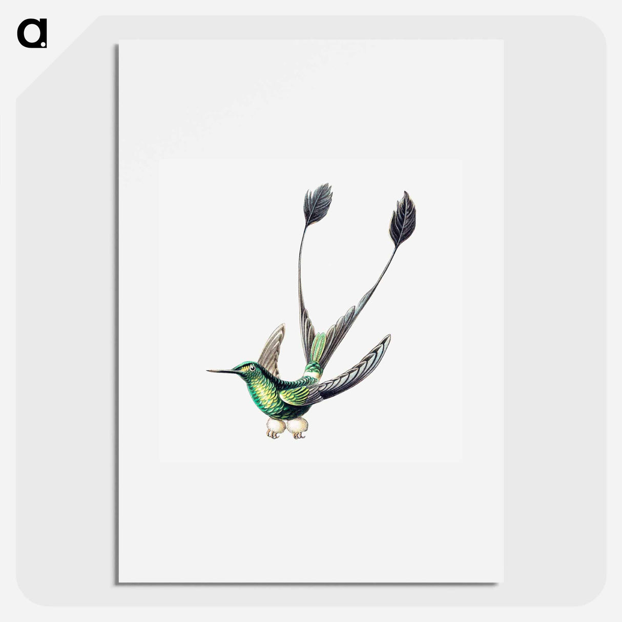 Colorful vintage hummingbird illustration - エルンスト ヘッケル Poster.