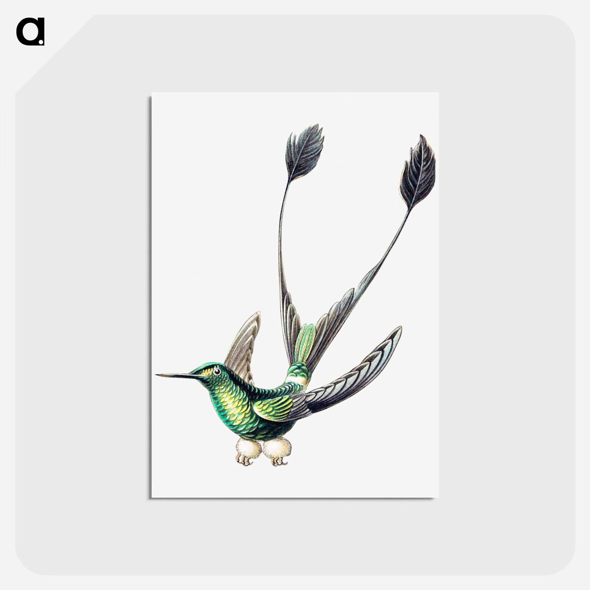 アートポストカード-Colorful vintage hummingbird illustration - エルンスト ヘッケル Postcard.