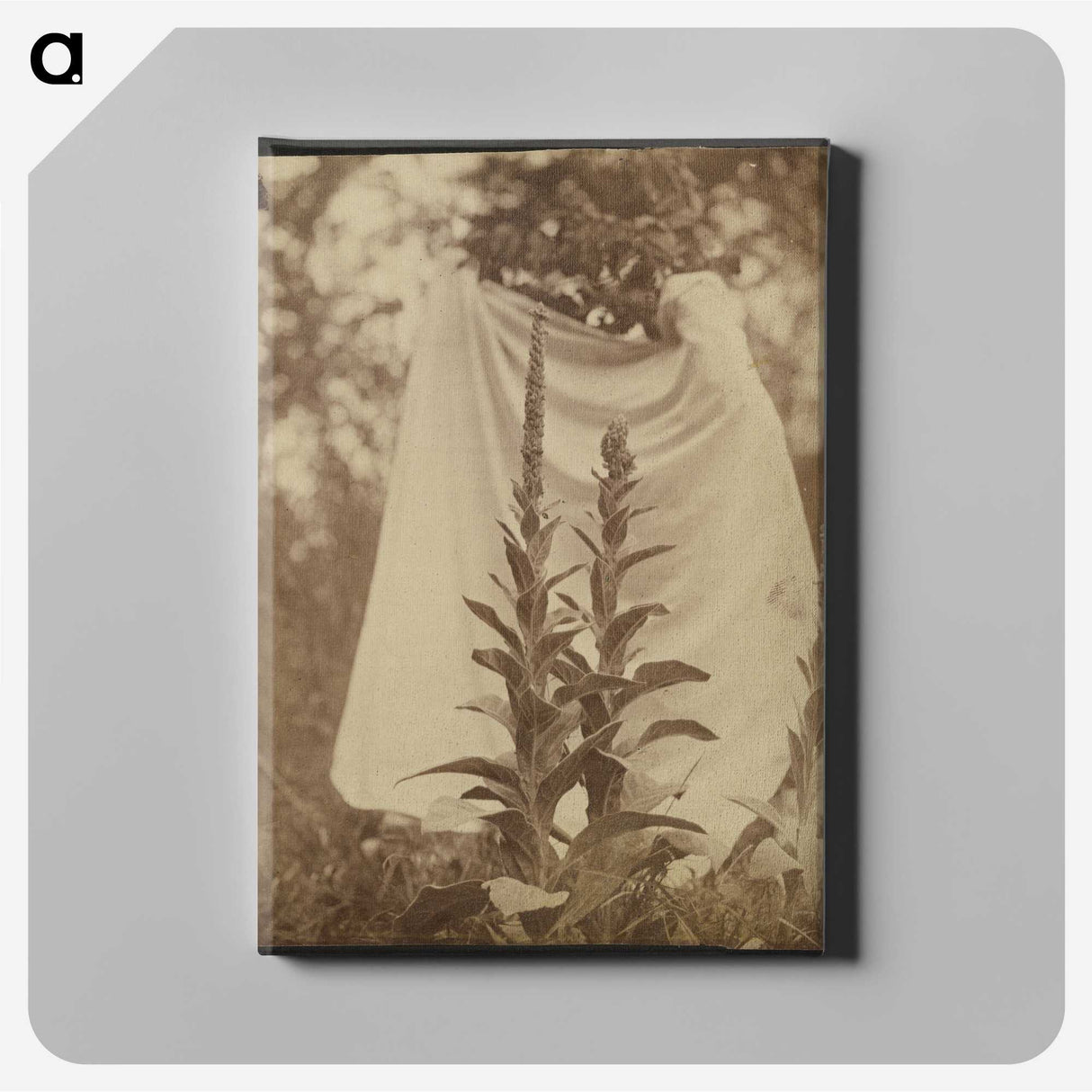 1-88_Eugene-Atget_canvas