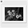 1-88_Frederick-Charles-Brockett_picture