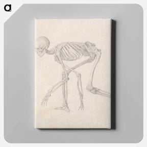 アートパネル-Human Skeleton, Lateral View
 - ジョージ スタッブス Canvas.