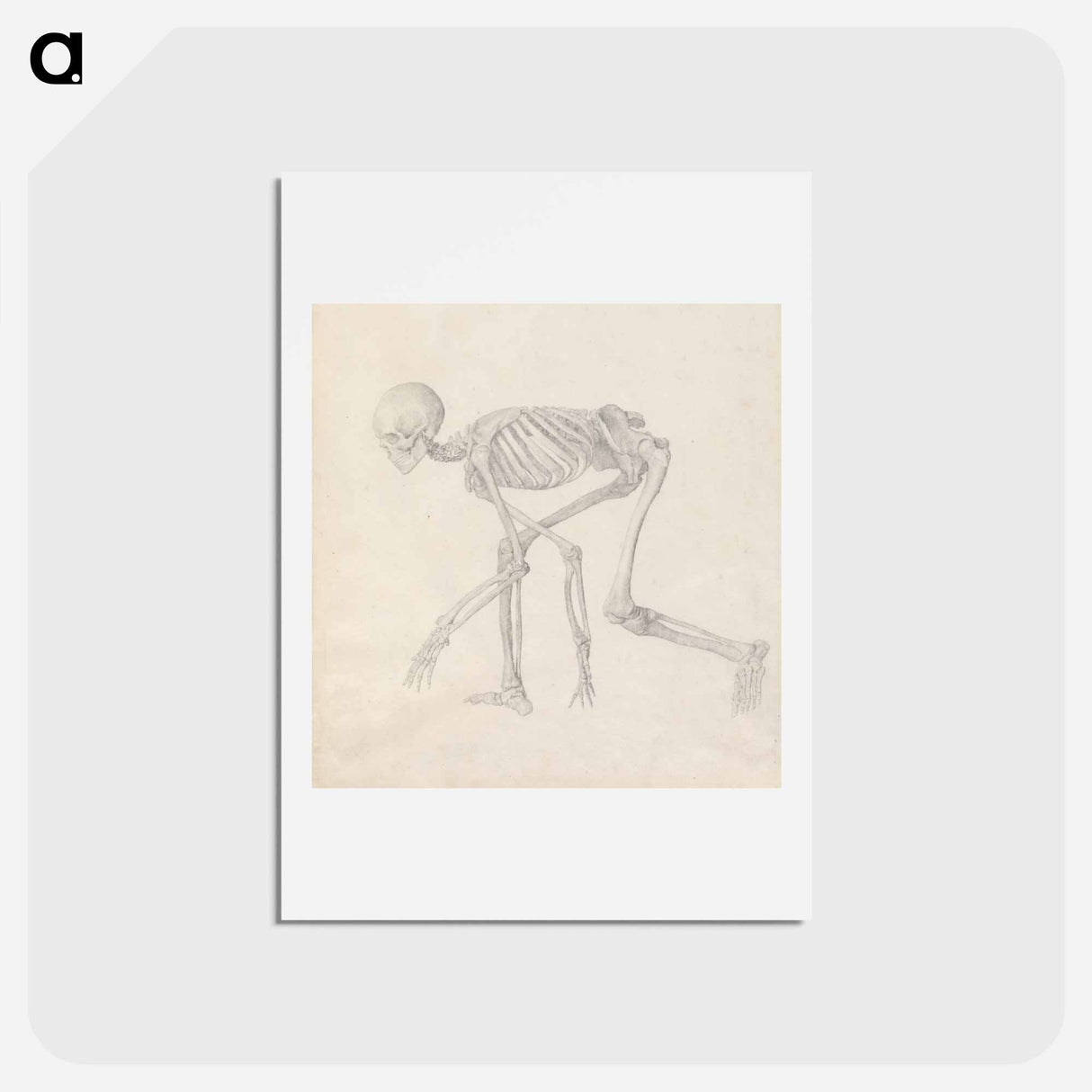 アートポストカード-Human Skeleton, Lateral View
 - ジョージ スタッブス Postcard.
