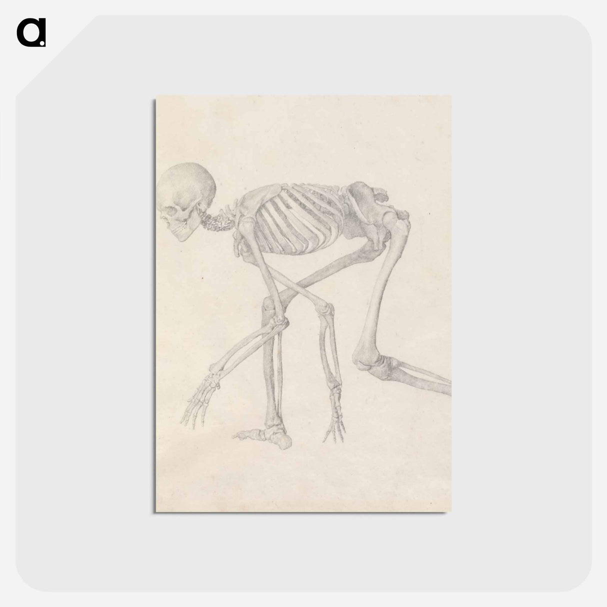 アートポストカード-Human Skeleton, Lateral View
 - ジョージ スタッブス Postcard.