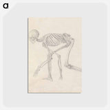 アートポストカード-Human Skeleton, Lateral View
 - ジョージ スタッブス Postcard.