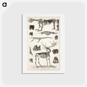アートポストカード-Animated Nature Specimens
 - ゴールドスミスの生き生きとした自然 Postcard.