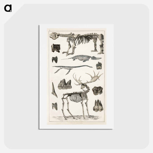 Animated Nature Specimens
 - ゴールドスミスの生き生きとした自然 Postcard.