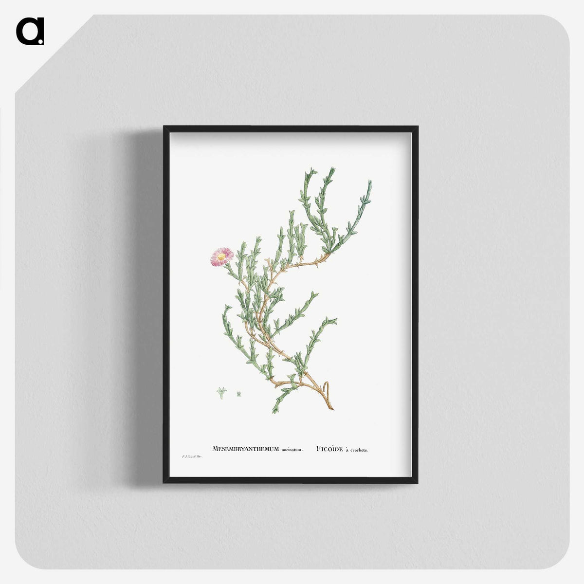 1-88_Histoire-des-Plantes-Grasses_blk-crop