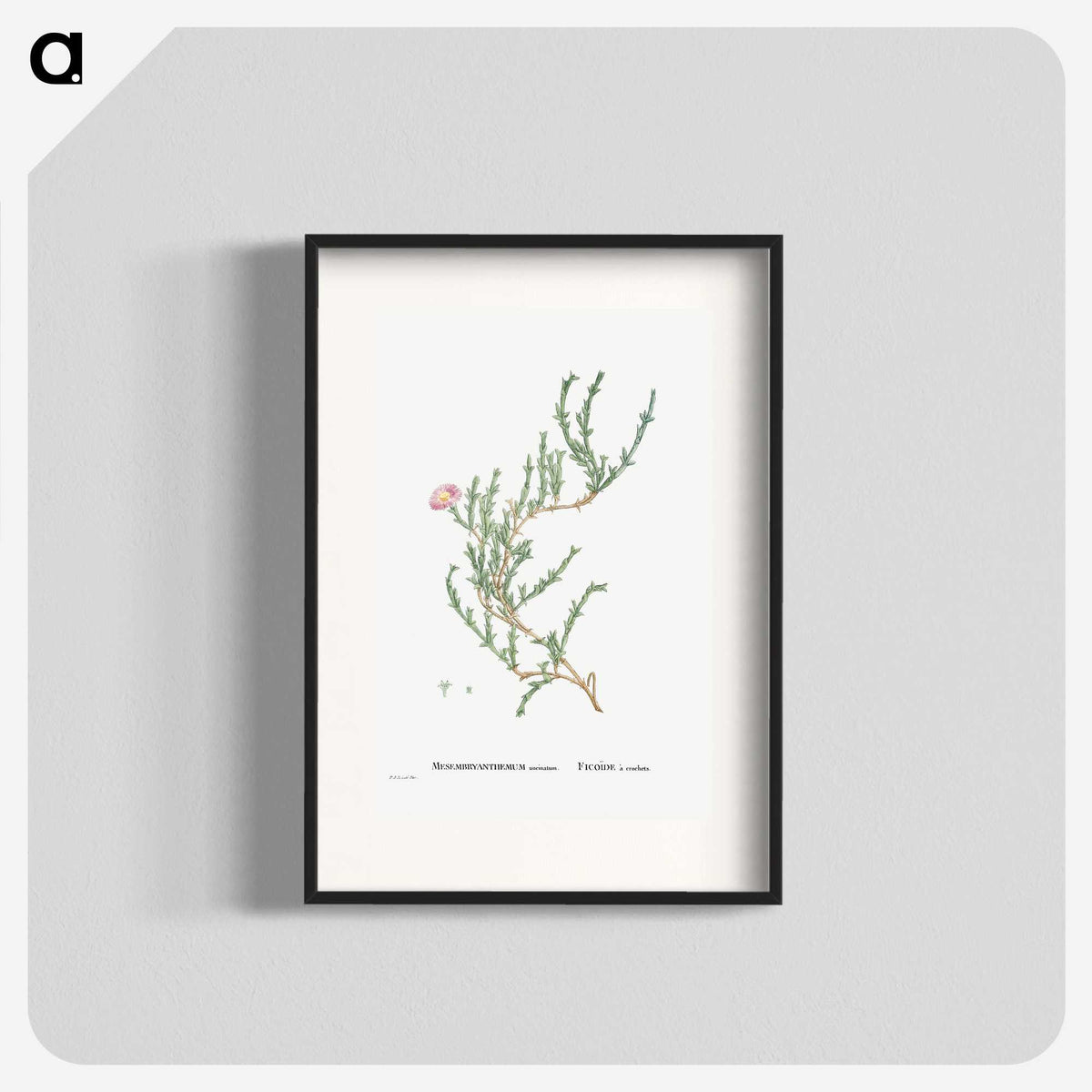 1-88_Histoire-des-Plantes-Grasses_blk