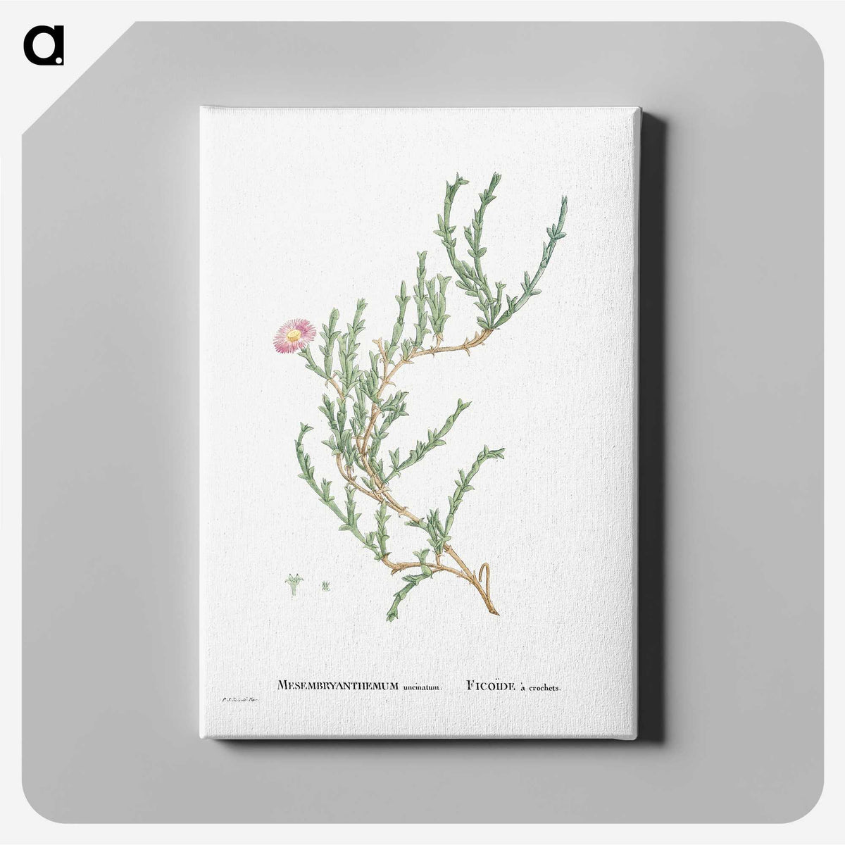 1-88_Histoire-des-Plantes-Grasses_canvas
