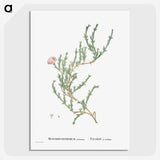 1-88_Histoire-des-Plantes-Grasses_picture-crop