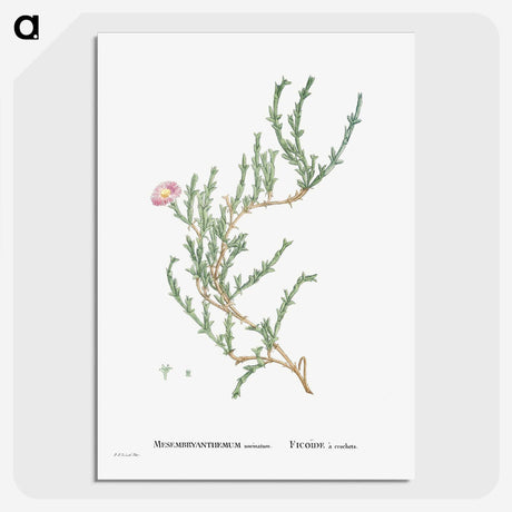 1-88_Histoire-des-Plantes-Grasses_picture-crop