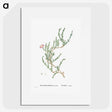 1-88_Histoire-des-Plantes-Grasses_picture