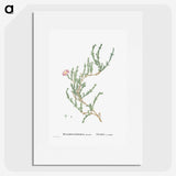 1-88_Histoire-des-Plantes-Grasses_picture