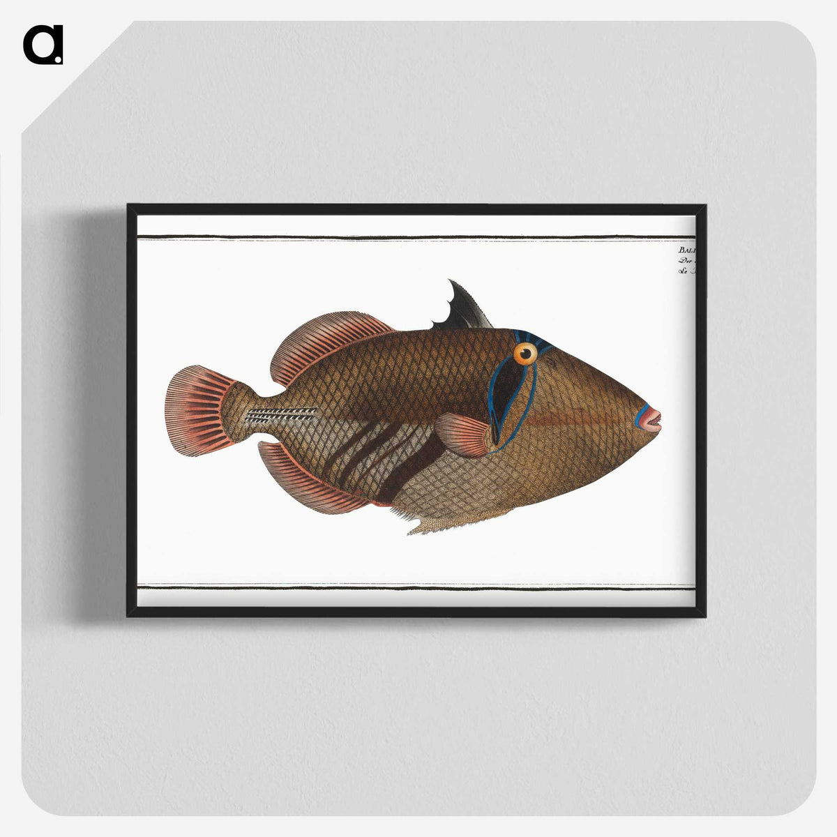 1-88_Ichtyologie-ou-Histoire-naturelle_blk-crop