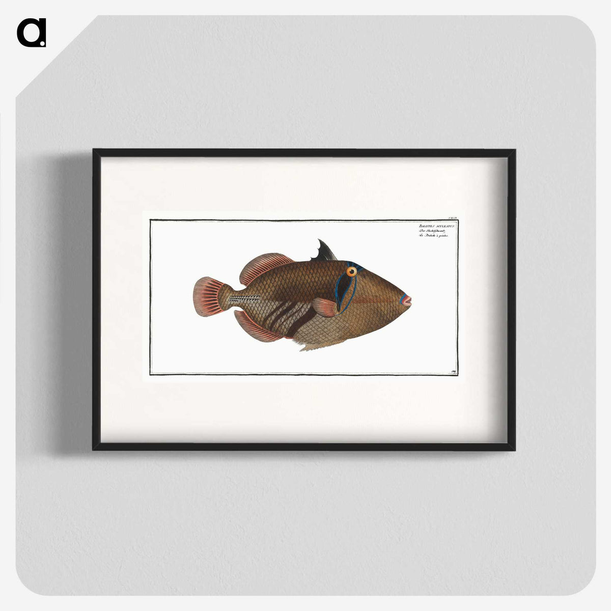 1-88_Ichtyologie-ou-Histoire-naturelle_blk