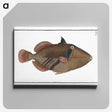 1-88_Ichtyologie-ou-Histoire-naturelle_canvas