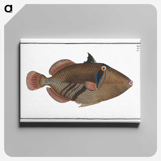1-88_Ichtyologie-ou-Histoire-naturelle_canvas