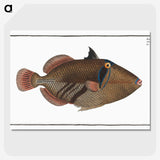 1-88_Ichtyologie-ou-Histoire-naturelle_picture-crop