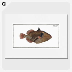 1-88_Ichtyologie-ou-Histoire-naturelle_picture