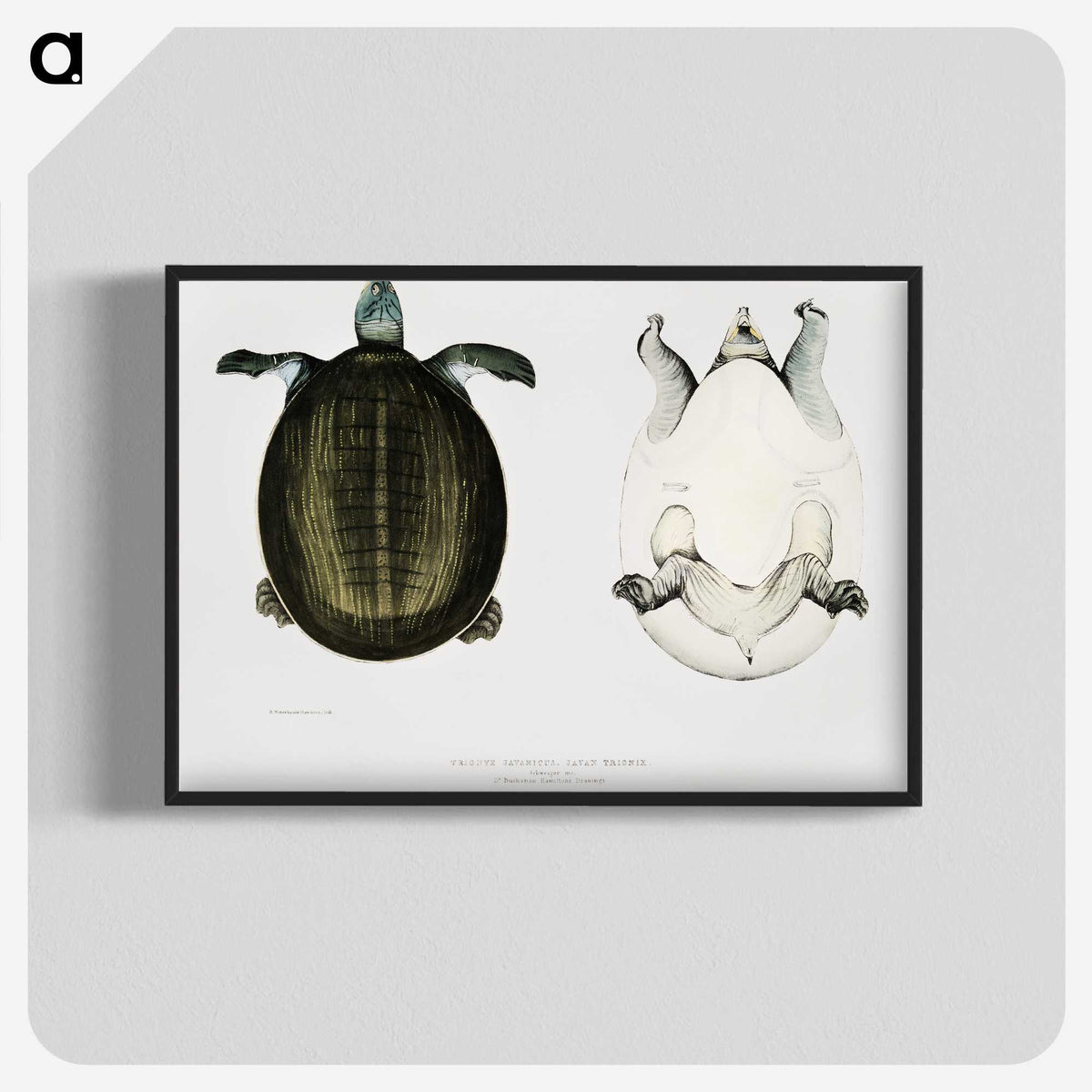 1-88_Indian-Zoology_blk-crop