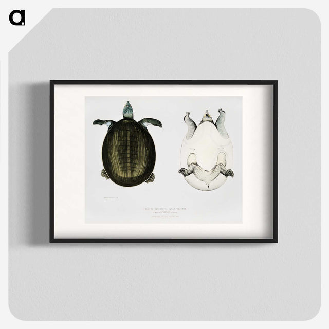 1-88_Indian-Zoology_blk
