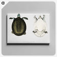 1-88_Indian-Zoology_canvas