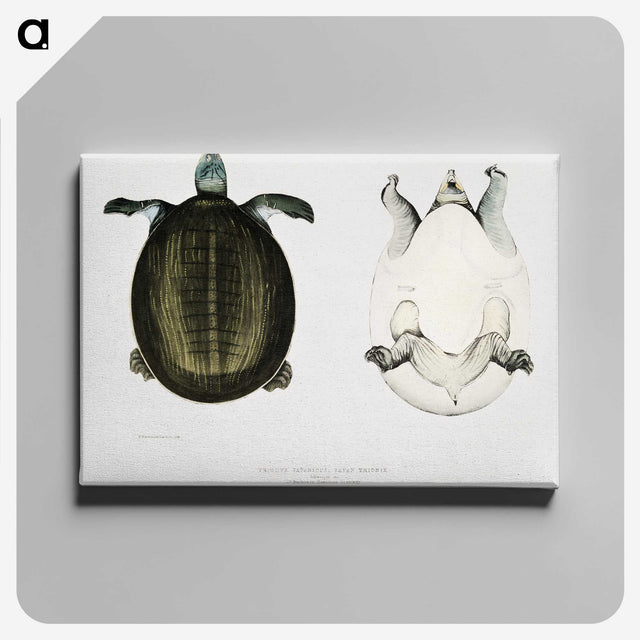 1-88_Indian-Zoology_canvas