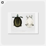 1-88_Indian-Zoology_hagaki